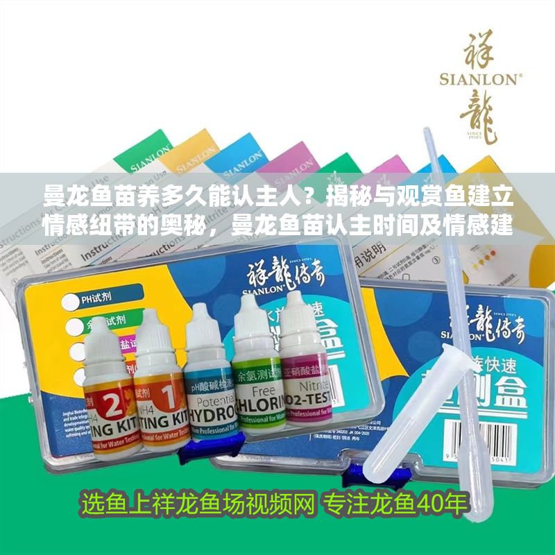 曼龍魚苗養多久能認主人？揭秘與觀賞魚建立情感紐帶的奧秘，曼龍魚苗認主時間及情感建立奧秘解析