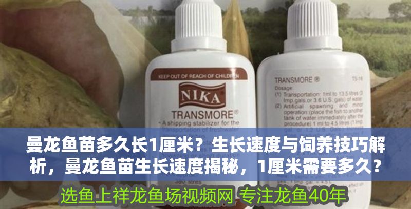 曼龍魚苗多久長1厘米？生長速度與飼養技巧解析，曼龍魚苗生長速度揭秘，1厘米需要多久？關鍵飼養技巧全解析