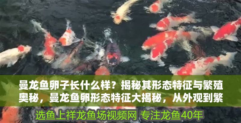 曼龍魚卵子長什么樣？揭秘其形態特征與繁殖奧秘，曼龍魚卵形態特征大揭秘，從外觀到繁殖全過程解析