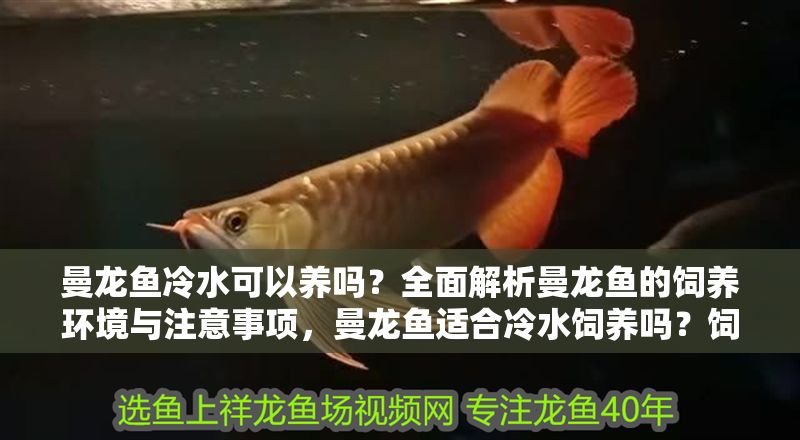 曼龍魚冷水可以養(yǎng)嗎？全面解析曼龍魚的飼養(yǎng)環(huán)境與注意事項(xiàng)，曼龍魚適合冷水飼養(yǎng)嗎？飼養(yǎng)環(huán)境與關(guān)鍵注意事項(xiàng)詳解