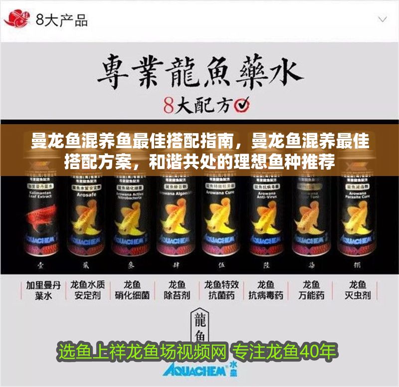 曼龍魚混養魚最佳搭配指南，曼龍魚混養最佳搭配方案，和諧共處的理想魚種推薦