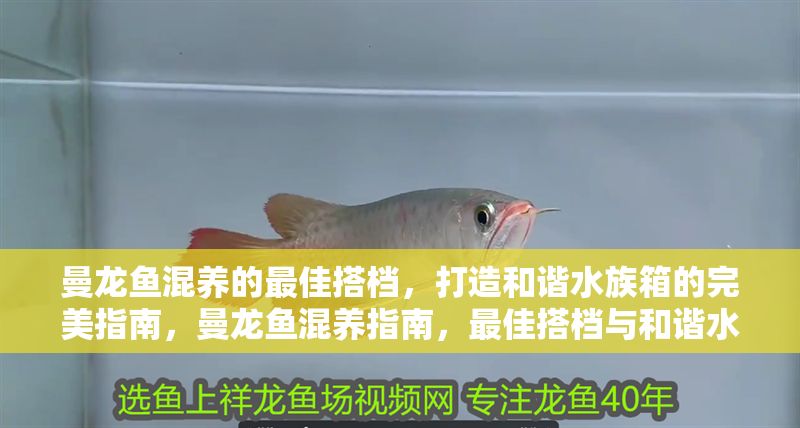 曼龍魚混養的最佳搭檔，打造和諧水族箱的完美指南，曼龍魚混養指南，最佳搭檔與和諧水族箱打造技巧