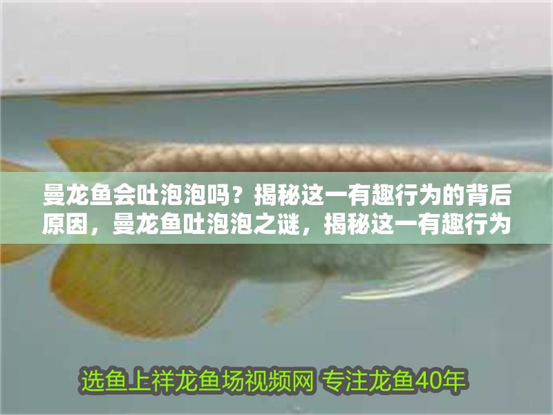 曼龍魚會吐泡泡嗎？揭秘這一有趣行為的背后原因，曼龍魚吐泡泡之謎，揭秘這一有趣行為的科學(xué)原因