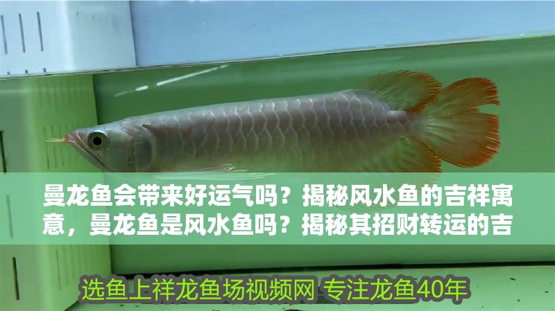 曼龍魚會帶來好運氣嗎？揭秘風水魚的吉祥寓意，曼龍魚是風水魚嗎？揭秘其招財轉(zhuǎn)運的吉祥寓意