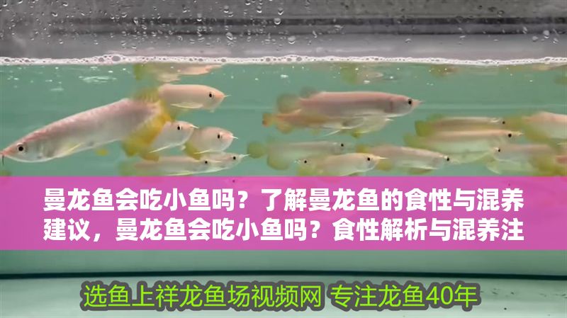 曼龍魚會吃小魚嗎？了解曼龍魚的食性與混養建議，曼龍魚會吃小魚嗎？食性解析與混養注意事項