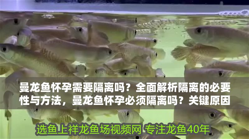 曼龍魚懷孕需要隔離嗎？全面解析隔離的必要性與方法，曼龍魚懷孕必須隔離嗎？關鍵原因與正確隔離方法全解答