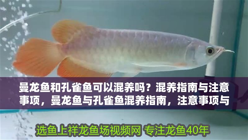曼龍魚和孔雀魚可以混養嗎？混養指南與注意事項，曼龍魚與孔雀魚混養指南，注意事項與技巧