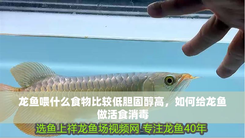 龍魚喂什么食物比較低膽固醇高，如何給龍魚做活食消毒