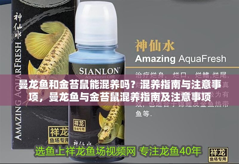 曼龍魚和金苔鼠能混養嗎？混養指南與注意事項，曼龍魚與金苔鼠混養指南及注意事項