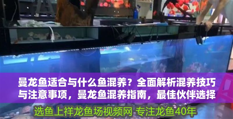 曼龍魚適合與什么魚混養？全面解析混養技巧與注意事項，曼龍魚混養指南，最佳伙伴選擇與關鍵注意事項