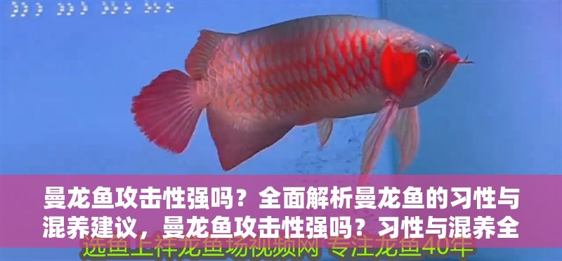曼龍魚攻擊性強嗎？全面解析曼龍魚的習(xí)性與混養(yǎng)建議，曼龍魚攻擊性強嗎？習(xí)性與混養(yǎng)全解析