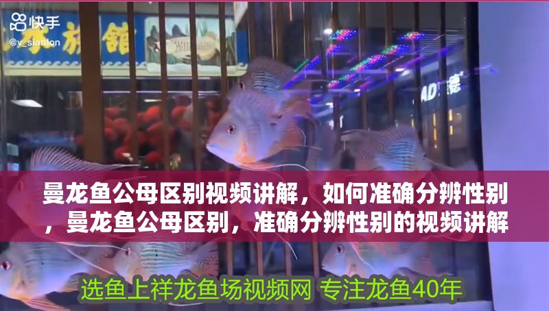 曼龍魚公母區別視頻講解，如何準確分辨性別，曼龍魚公母區別，準確分辨性別的視頻講解