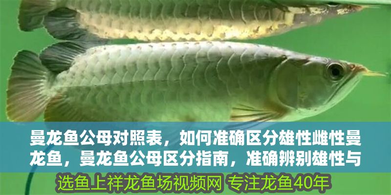 曼龍魚公母對照表，如何準確區(qū)分雄性雌性曼龍魚，曼龍魚公母區(qū)分指南，準確辨別雄性與雌性的方法