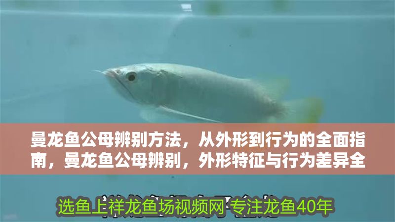 曼龍魚公母辨別方法，從外形到行為的全面指南，曼龍魚公母辨別，外形特征與行為差異全解析