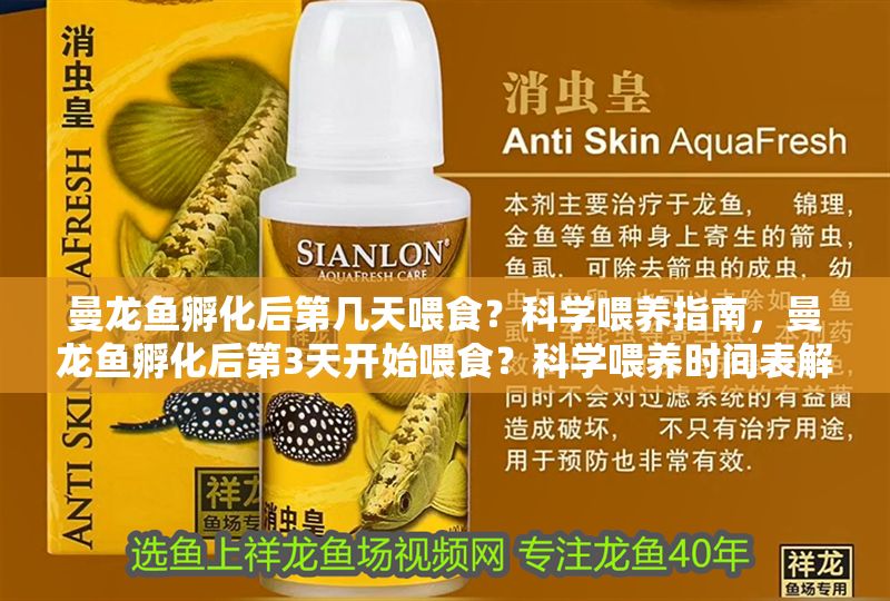曼龍魚孵化后第幾天喂食？科學喂養指南，曼龍魚孵化后第3天開始喂食？科學喂養時間表解析