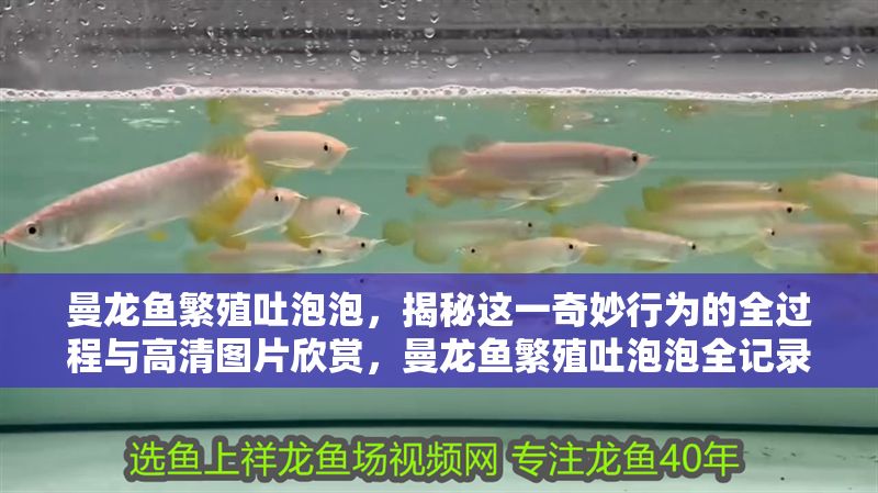 曼龍魚繁殖吐泡泡，揭秘這一奇妙行為的全過程與高清圖片欣賞，曼龍魚繁殖吐泡泡全記錄，揭秘奇妙行為與高清實(shí)拍圖賞