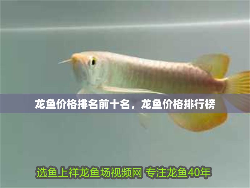 龍魚價格排名前十名，龍魚價格排行榜