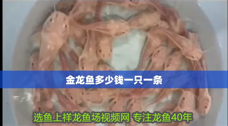 金龍魚多少錢一只一條