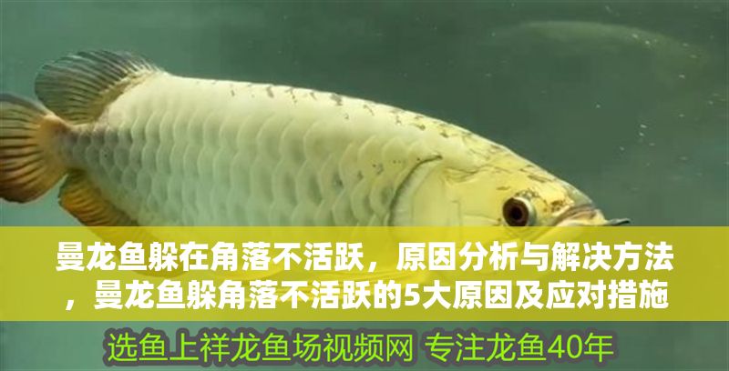 曼龍魚躲在角落不活躍，原因分析與解決方法，曼龍魚躲角落不活躍的5大原因及應對措施