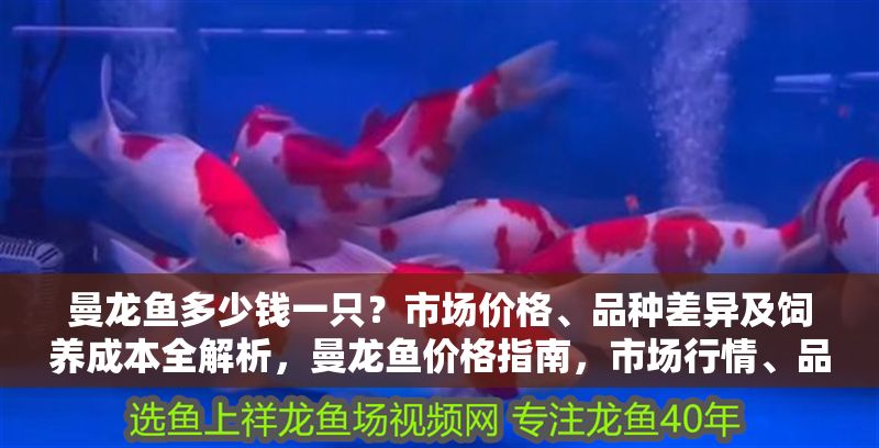 曼龍魚多少錢一只？市場價格、品種差異及飼養成本全解析，曼龍魚價格指南，市場行情、品種區別與飼養費用詳解