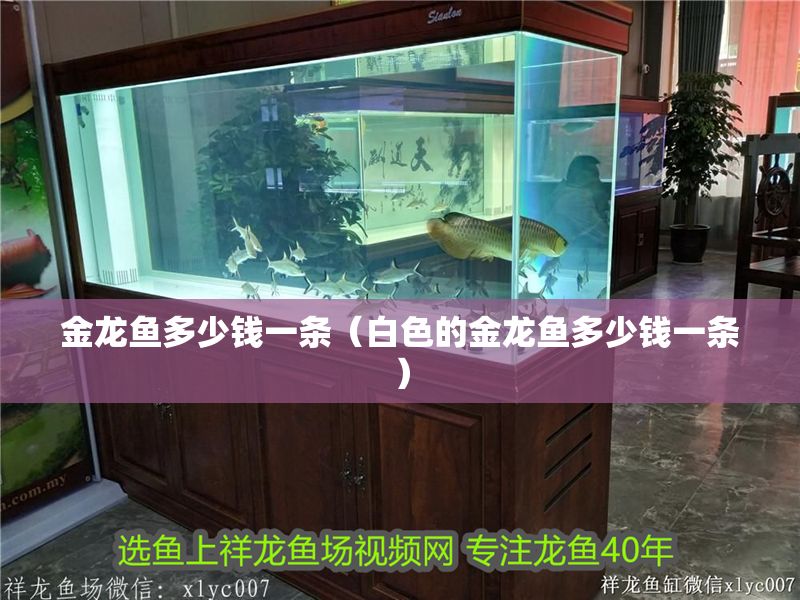 金龍魚多少錢一條（白色的金龍魚多少錢一條） 金龍魚多少錢一條（白色的金龍魚多少錢一條） 龍魚百科 第1張