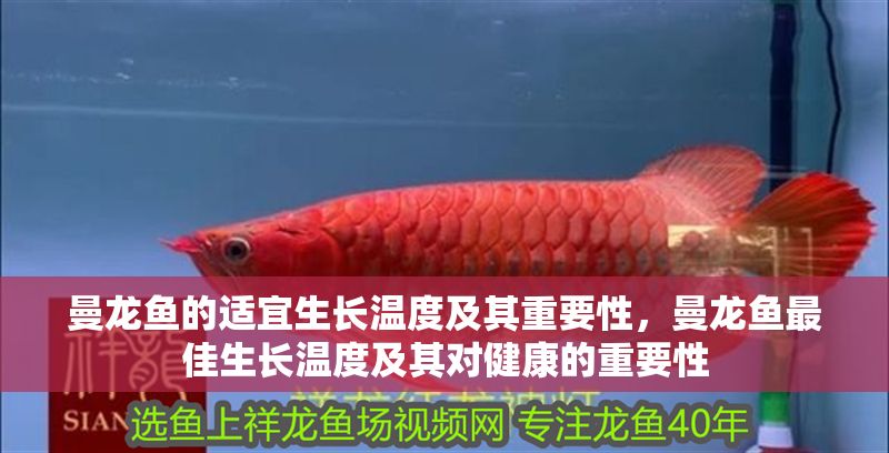 曼龍魚的適宜生長溫度及其重要性，曼龍魚最佳生長溫度及其對健康的重要性