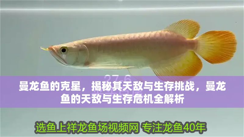 曼龍魚的克星，揭秘其天敵與生存挑戰(zhàn)，曼龍魚的天敵與生存危機(jī)全解析 曼龍魚的克星，揭秘其天敵與生存挑戰(zhàn)，曼龍魚的天敵與生存危機(jī)全解析 龍魚百科 第1張