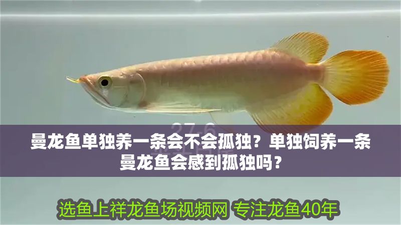 曼龍魚單獨養(yǎng)一條會不會孤獨？單獨飼養(yǎng)一條曼龍魚會感到孤獨嗎？