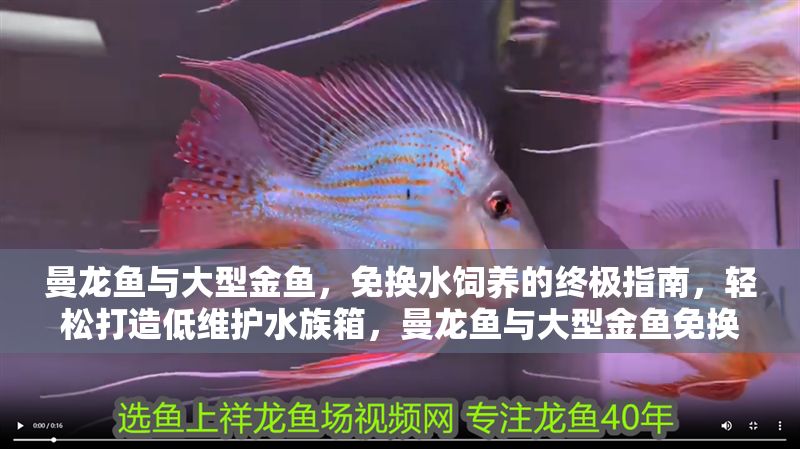 曼龍魚與大型金魚，免換水飼養(yǎng)的終極指南，輕松打造低維護(hù)水族箱，曼龍魚與大型金魚免換水飼養(yǎng)終極指南，輕松打造低維護(hù)水族箱