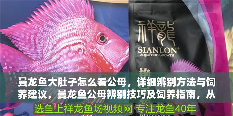 曼龍魚大肚子怎么看公母，詳細(xì)辨別方法與飼養(yǎng)建議，曼龍魚公母辨別技巧及飼養(yǎng)指南，從大肚子特征到科學(xué)喂養(yǎng)