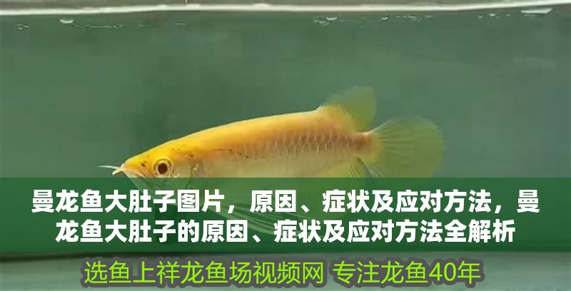 曼龍魚大肚子圖片，原因、癥狀及應對方法，曼龍魚大肚子的原因、癥狀及應對方法全解析 曼龍魚大肚子圖片，原因、癥狀及應對方法，曼龍魚大肚子的原因、癥狀及應對方法全解析 龍魚百科 第1張