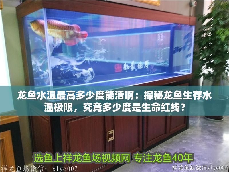 龍魚水溫最高多少度能活啊：探秘龍魚生存水溫極限，究竟多少度是生命紅線？