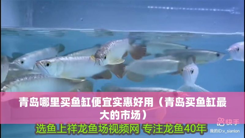 青島哪里買魚缸便宜實惠好用（青島買魚缸最大的市場）