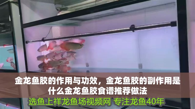 金龍魚膠的作用與功效，金龍魚膠的副作用是什么金龍魚膠食譜推薦做法