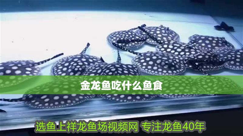 金龍魚吃什么魚食