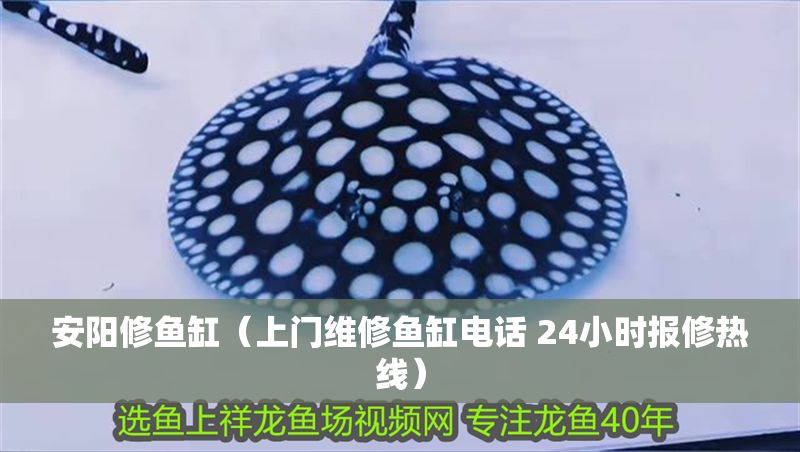 安陽修魚缸（上門維修魚缸電話 24小時報修熱線）