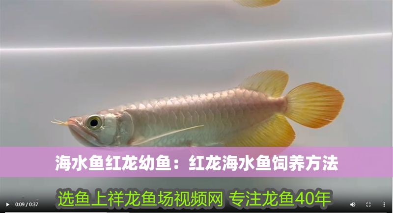 海水魚紅龍幼魚：紅龍海水魚飼養方法