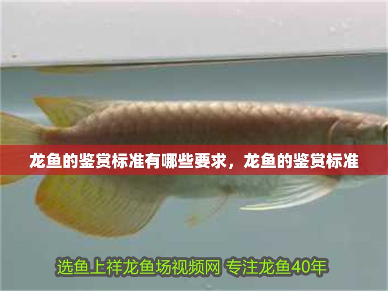 龍魚的鑒賞標準有哪些要求，龍魚的鑒賞標準