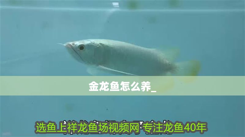 金龍魚怎么養_