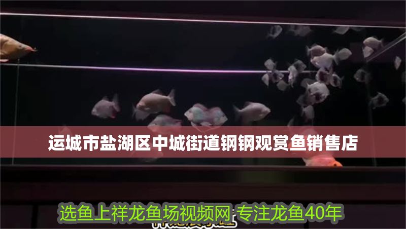 運城市鹽湖區(qū)中城街道鋼鋼觀賞魚銷售店 全國水族館企業(yè)名錄 第1張 運城市鹽湖區(qū)中城街道鋼鋼觀賞魚銷售店 運城市鹽湖區(qū)中城街道鋼鋼觀賞魚銷售店 全國水族館企業(yè)名錄 第1張