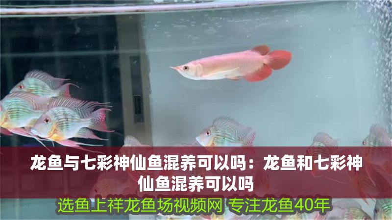 龍魚與七彩神仙魚混養可以嗎：龍魚和七彩神仙魚混養可以嗎