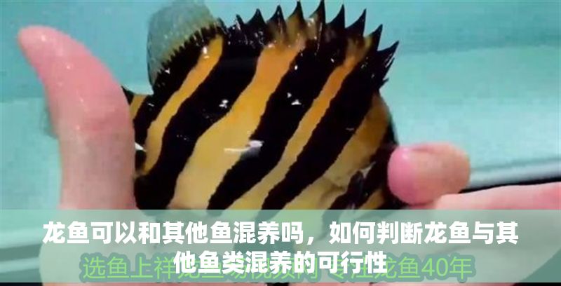 龍魚可以和其他魚混養嗎，如何判斷龍魚與其他魚類混養的可行性 龍魚可以和其他魚混養嗎，如何判斷龍魚與其他魚類混養的可行性 龍魚百科 第2張