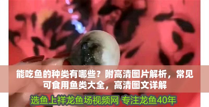 能吃魚的種類有哪些？附高清圖片解析，常見可食用魚類大全，高清圖文詳解