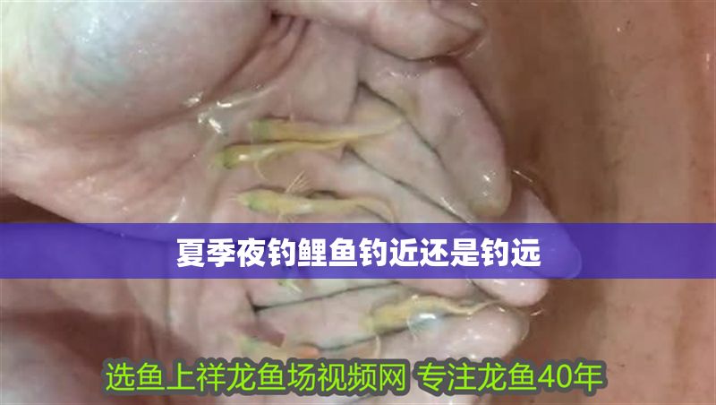 夏季夜釣鯉魚釣近還是釣遠