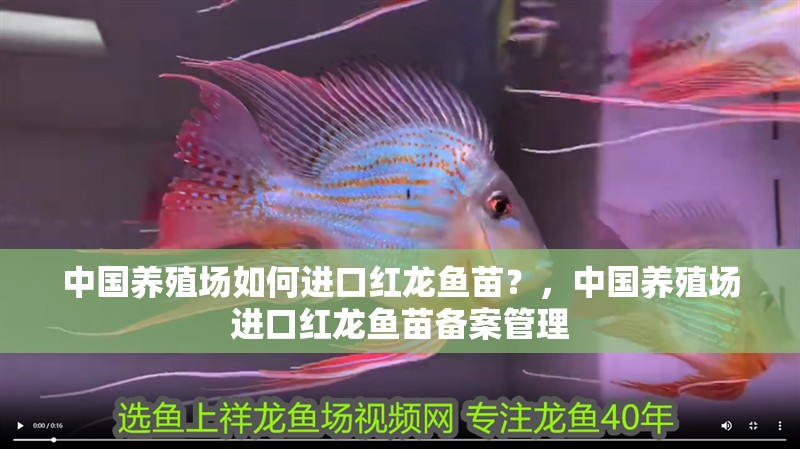 中國養(yǎng)殖場如何進(jìn)口紅龍魚苗？，中國養(yǎng)殖場進(jìn)口紅龍魚苗備案管理