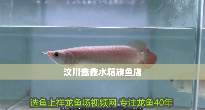 汶川鑫鑫水箱族魚店