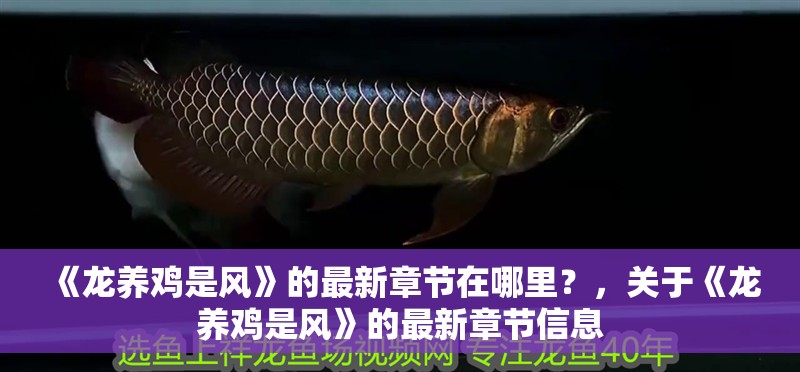 《龍養雞是風》的最新章節在哪里？，關于《龍養雞是風》的最新章節信息