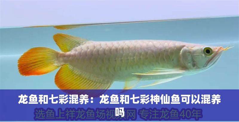 龍魚和七彩混養：龍魚和七彩神仙魚可以混養嗎