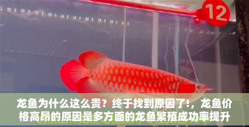 龍魚為什么這么貴？終于找到原因了!，龍魚價格高昂的原因是多方面的龍魚繁殖成功率提升方法