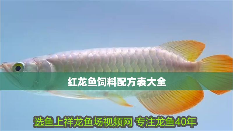 紅龍魚飼料配方表大全